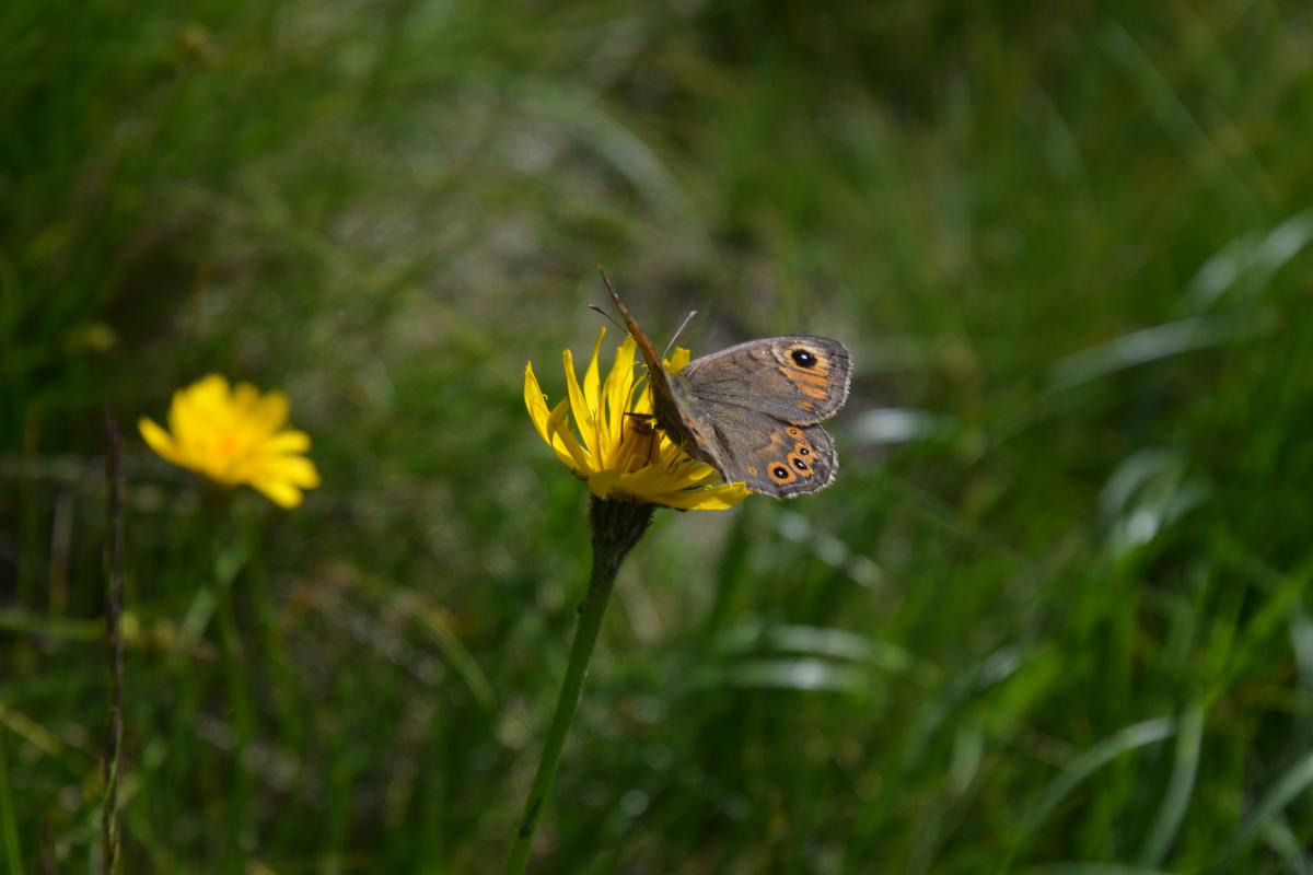 Platzer Alm 26.06.2019